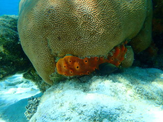 Brown encrusting octopus sponge (Ectyoplasia ferox) and round starlet coral or massive starlet coral, reef starlet coral (Siderastrea siderea) undersea, Caribbean Sea, Cuba, Playa Cueva de los peces - obrazy, fototapety, plakaty