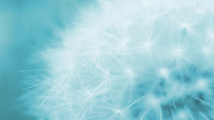 Fototapeta na wymiar Dandelion downy head with seeds closeup. Summer floral background. Airy and fluffy wallpaper. Light blue tinted backdrop. Dandelion fluff wallpaper. Macro