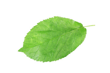 Obraz premium Apple leaf on isolated white background.