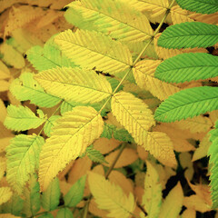 Meadowsweet is fading in the fall. Yellow and green vegetal leaves. Plant leaf autumn illustration
