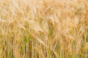 Agricultural field of ripe oats