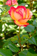 Achilles rose in full blooming