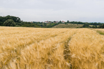 Agricultural field of ripe oats
