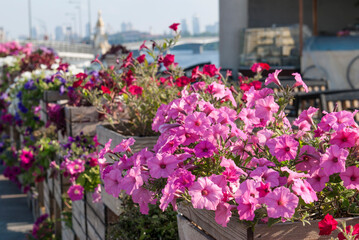 Flowerpots with petunias of different colors against the backdrop of the Dnieper River. Kyiv, Ukraine