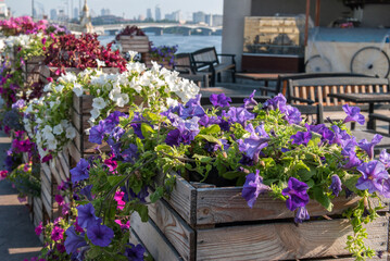 Fototapeta na wymiar Flowerpots with petunias of different colors against the backdrop of the Dnieper River. Kyiv, Ukraine