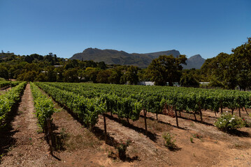 Constantia, Cape Peninsula, South Africa. 2022.  Vines with a backdrop of the eastern side of Table Mountain at Groot Constantia close to Cape Town, South Africa.