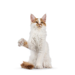 Cute harlequin Maine Coon cat kitten, sitting up facing front. One paw high up ready to hit something. Looking straight to camera. isolated on a white background.