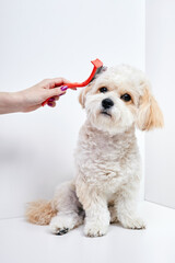 Obraz premium The girl combs the hair of a domestic pet puppy breed Maltipoo