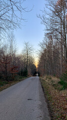 forest scene in a german forest area