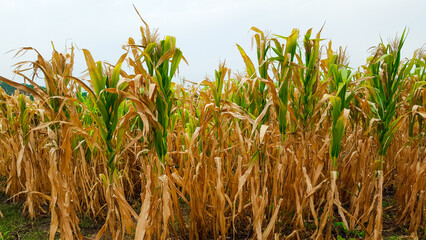 Dry yellowish corn stalks in a farm with the gray sky in background
