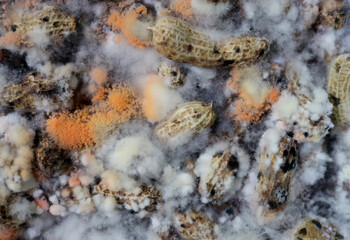 Peanut that has been left for a long time until rotting and moldy dirt and is a source of germs.