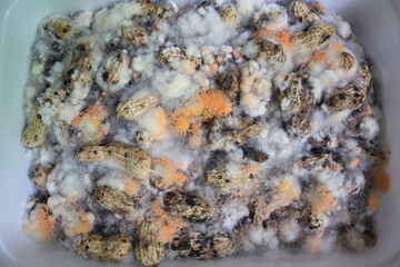 Fluffy fungi spores mold growing on peanut in plastic box.