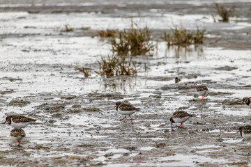 waterfowl on the wadden sea beach north sea cuxhaven