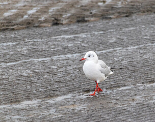 a little gull is walking on the north sea shore