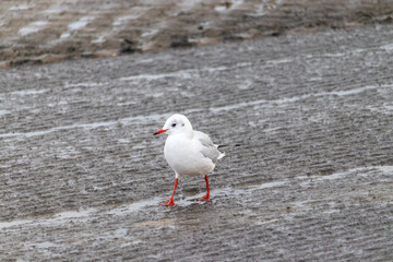 a little gull is walking on the north sea shore