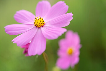 Obraz premium コスモス