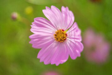 Obraz premium コスモス