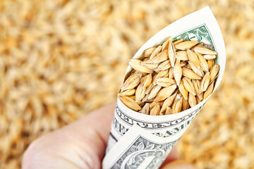 Man holding in his hand A rolled up dollar bill with barley grains sprinkled into it on a grains...