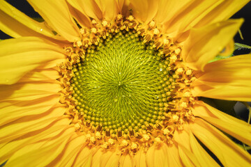 Yellow common sunflower (Helianthus annuus) plant, Uganda, Africa