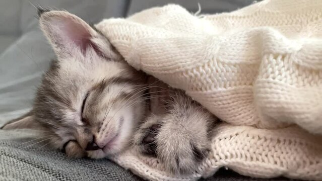 The kitten sleeps in a cozy white blanket. A fluffy gray kitten naps comfortably in a knitted blanket. the concept of love and care for pets.