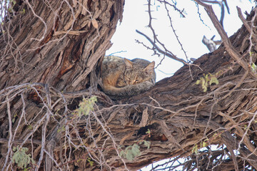 African Wildcat in a tree in the Kgalagadi