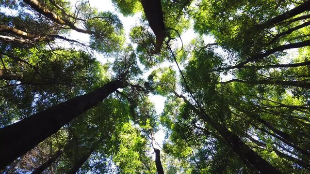 Spinning and torsion top view of scenic trees in a forest.  Low angle view from trees. Tree rotation