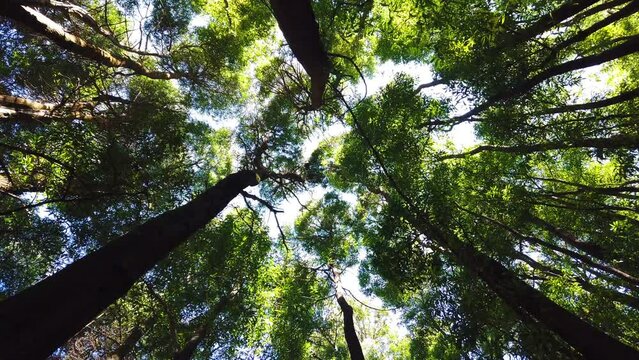 Spinning and torsion top view of scenic trees in a forest.  Low angle view from trees. Tree rotation