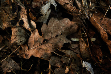 Brown dead leaves rotting in spring