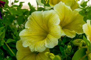 Petunia Juss, multiflorous, in a natural environment in full bloom at close range