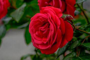 red roses in their natural habitat, in full bloom at close range	