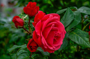 red roses in their natural habitat, in full bloom at close range,elegant and romantic delicate flowers		