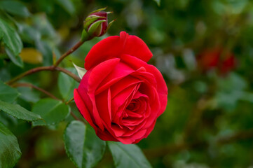 red roses in their natural habitat, in full bloom at close range	