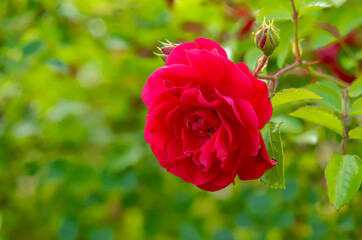 red roses in their natural habitat, in full bloom at close range	