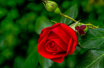 red roses in their natural habitat, in full bloom at close range	