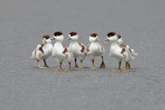 Common Shelduck Ducklings