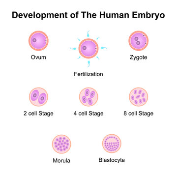 Scientific Designing of Human Embryo Development. Colorful Symbols. Vector Illustration.