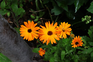 Ringelblume, Blüte, Heilpflanze, orange, Garten, Pflanzen, Blüten