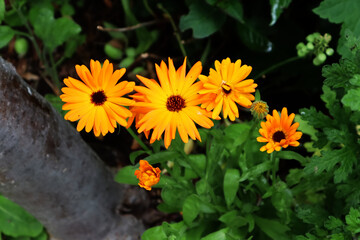 Ringelblume, Blüte, Heilpflanze, orange, Garten, Pflanzen, Blüten