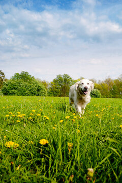 happy dog golden retriever dog walking in meadow 