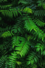 Naklejka na ściany i meble Close-up of wet green fern leaves outdoors