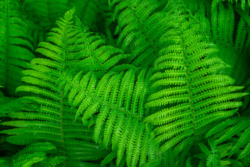 Close-up of green fern leaves outdoors