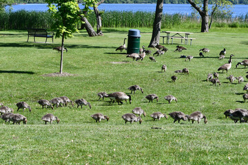 Flock of  Canada Geese with goslings baby birds occupy the lawn at a public park along the water front 