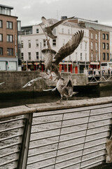 Dublin © Justyna Darc