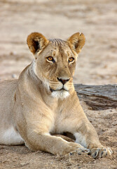 Naklejka premium Lioness in the Kgalagadi