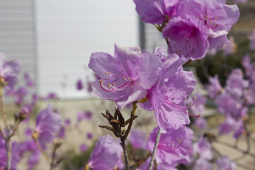 Spring flowers, full bloom of azaleas. Azalea flowers to mark the beginning of spring. Flowers...
