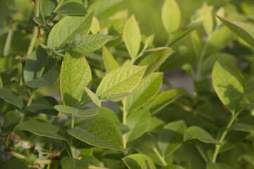 The leaves of the blueberry tree.