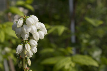 White flowers on blueberry stem