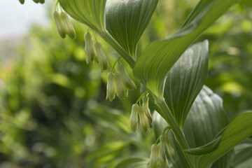 It is polygonatum odoratum flower with white flowers.