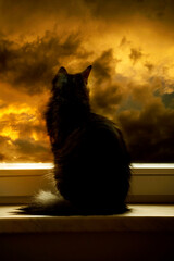 a silhouette of a cat sitting near a window with sunset or sunrise cloudy sky