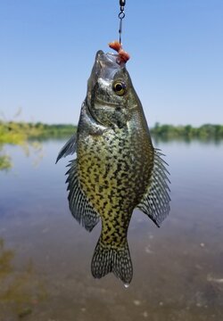 A beautiful crappie on a line and a hook with worms